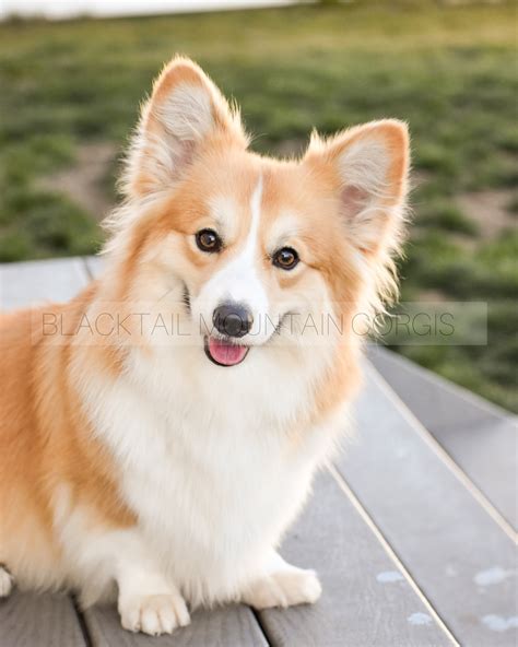 corgi fish|BLACKTAIL MOUNTAIN CORGIS .